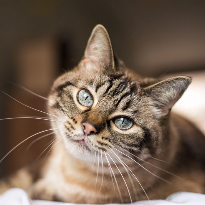 kedi